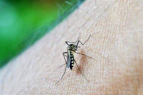 list of towns in iloilo province|Iloilo logs 11 dengue fatalities in August .